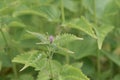 Blue giant hyssop Agastache foeniculum, budding purple flower spike